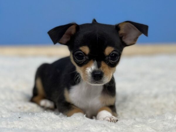 Chihuahua Dog Male Black White / Tan 21713 Petland Batavia, Illinois