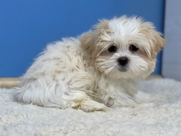 Mal Shi Dog Male White / Cream 21709 Petland Batavia, Illinois