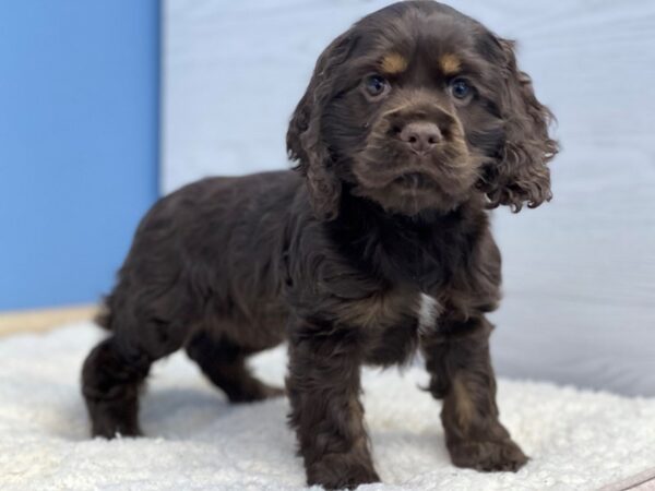 Cocker Spaniel-Dog-Female-Chocolate / Tan-21714-Petland Batavia, Illinois