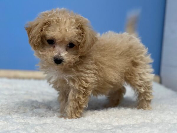 Bichon Poo-Dog-Female-Apricot-21715-Petland Batavia, Illinois