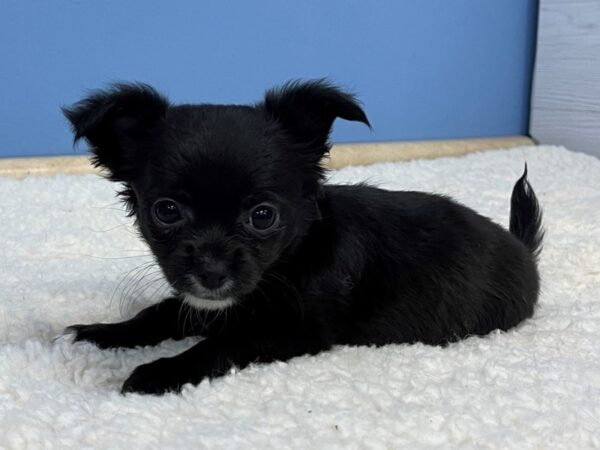 Chihuahua Dog Male Black 21712 Petland Batavia, Illinois