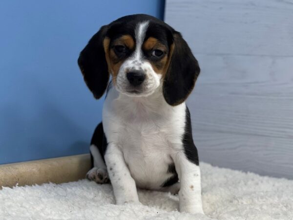 Beagle Dog Female Black White / Tan 21711 Petland Batavia, Illinois