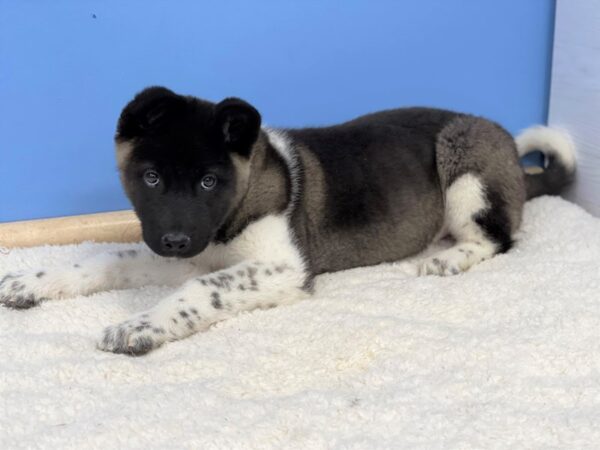 Akita Dog Female Fawn, Black Overlay 21710 Petland Batavia, Illinois