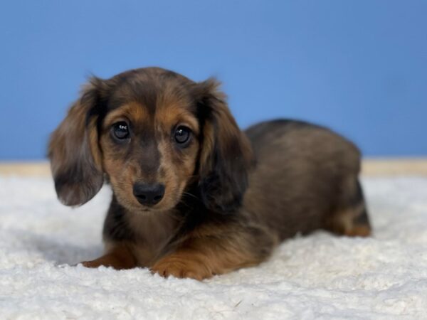 Dachshund Dog Female Chocolate and Tan Dapple 21701 Petland Batavia, Illinois