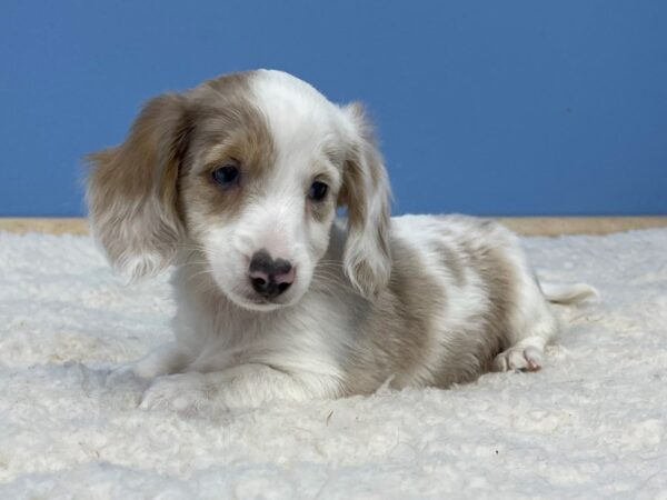 Dachshund Dog Female White and Isabella Piebald 21702 Petland Batavia, Illinois