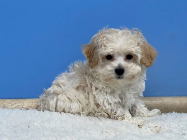 Bichon-Poo Dog Male Cream 21687 Petland Batavia, Illinois