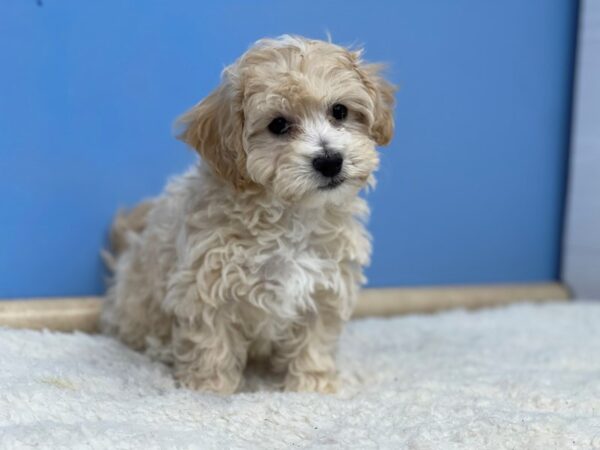 [#21690] Cream Female Bichon-Poo Puppies For Sale