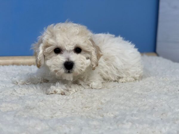 [#21689] Cream Female Bichon-Poo Puppies For Sale