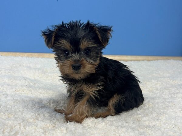 Yorkshire Terrier-Dog-Female-Black and Tan-21720-Petland Batavia, Illinois