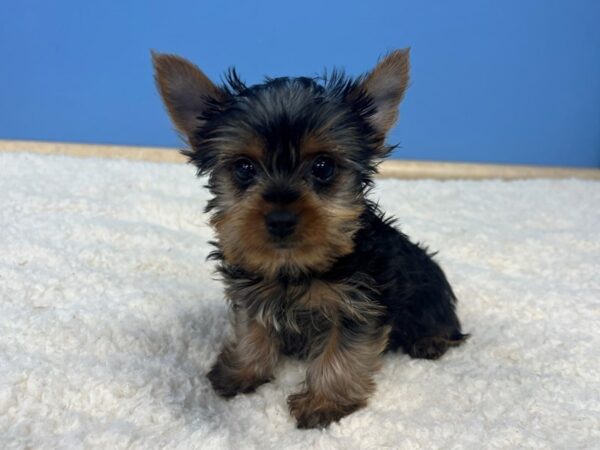 Yorkshire Terrier Dog Female Black and Tan 21721 Petland Batavia, Illinois