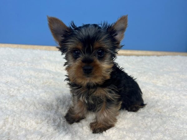 [#21721] Black and Tan Female Yorkshire Terrier Puppies For Sale