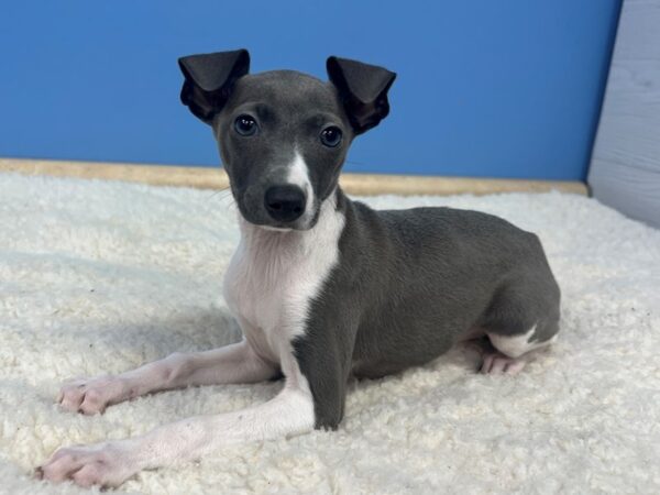 Italian Greyhound Dog Female Blue 21719 Petland Batavia, Illinois