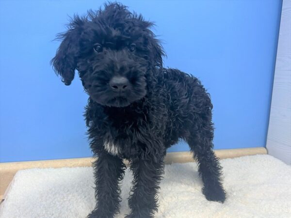 Giant Schnoodle-Dog-Female-Black-21718-Petland Batavia, Illinois