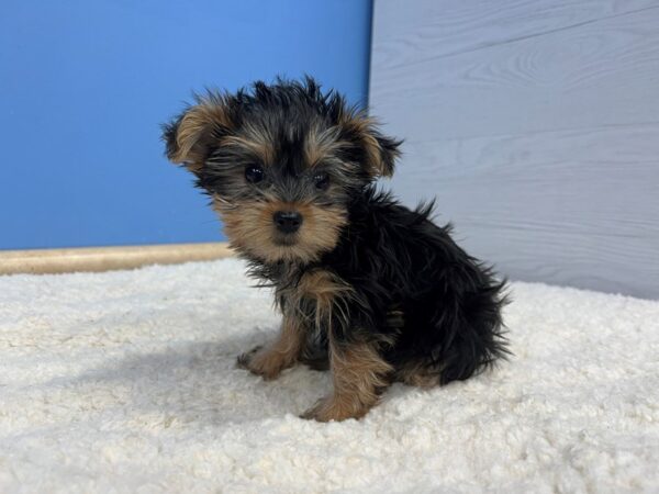 Yorkshire Terrier Dog Female Black and Tan 21730 Petland Batavia, Illinois