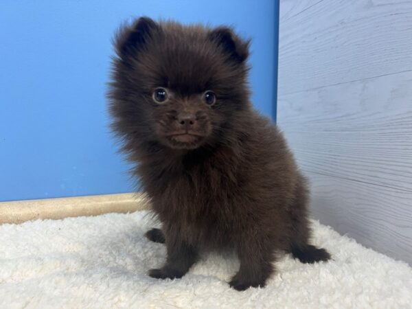 [#21726] Chocolate Male Pomeranian Puppies For Sale