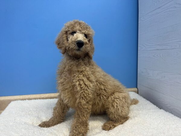 [#21728] Apricot Male Standard Poodle Puppies For Sale