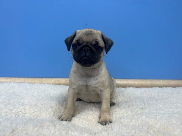 [#21727] Fawn Female Pug Puppies For Sale