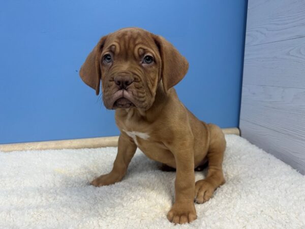 Dogue De Bordeaux-Dog-Male-Red-21722-Petland Batavia, Illinois