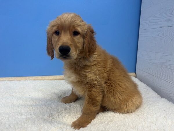 Golden Retriever Dog Male Dark Golden 21724 Petland Batavia, Illinois