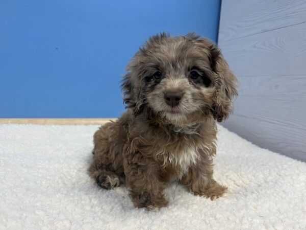 Cock A Poo Dog Female Chocolate Roan 21732 Petland Batavia, Illinois