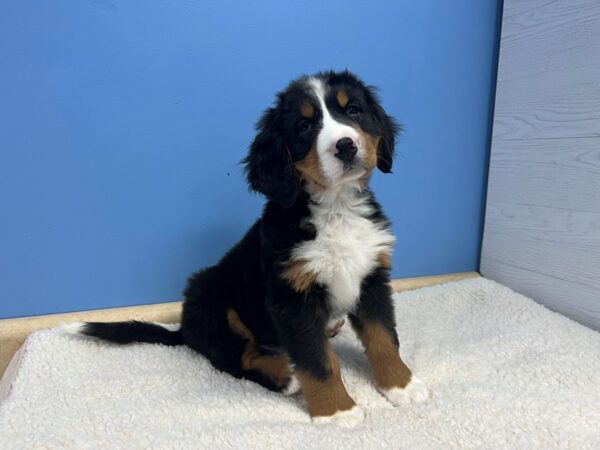 [#21743] Black Rust / White Male Bernese Mountain Dog Puppies For Sale