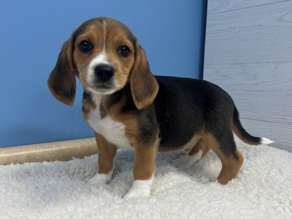 Beagle Dog Male Black Tan / White 21734 Petland Batavia, Illinois