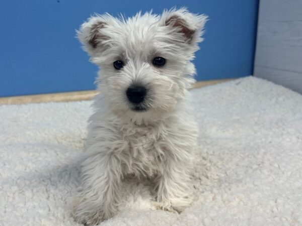 West Highland White Terrier Dog Female White 21740 Petland Batavia, Illinois