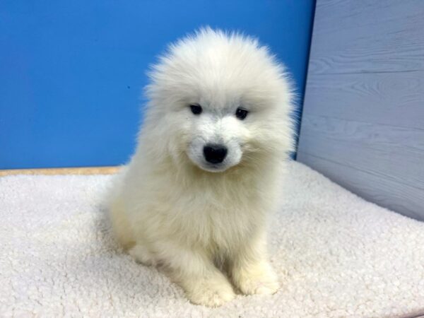 Samoyed Dog Male White 21745 Petland Batavia, Illinois