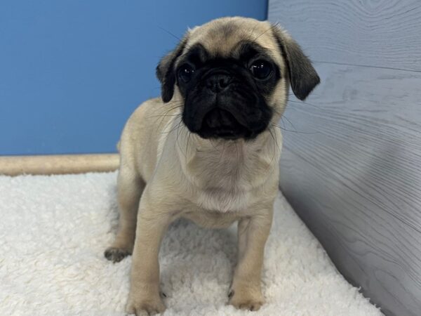 Pug Dog Female Fawn 21739 Petland Batavia, Illinois