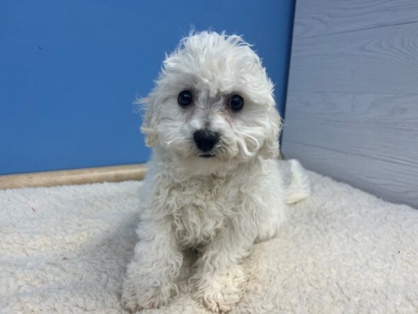 Bichon Frise Dog Female White 21676 Petland Batavia, Illinois