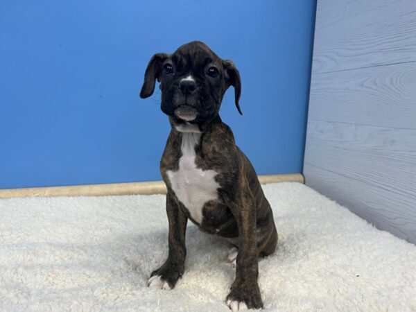 Boxer Dog Female Brindle 21670 Petland Batavia, Illinois