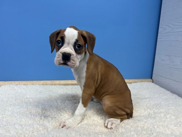 Boxer Dog Female Fawn 21669 Petland Batavia, Illinois