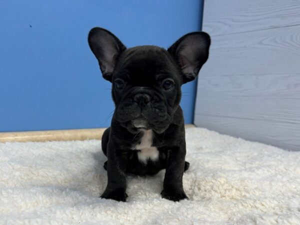 French Bulldog Dog Male Brindle 21683 Petland Batavia, Illinois