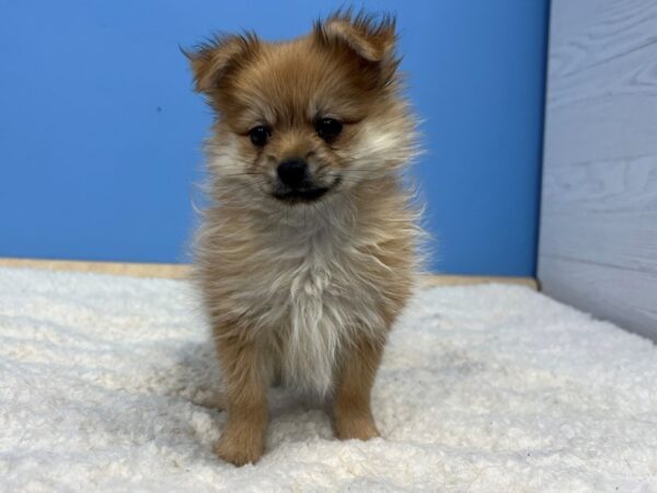 Pomeranian-Dog-Female-Orange-21686-Petland Batavia, Illinois