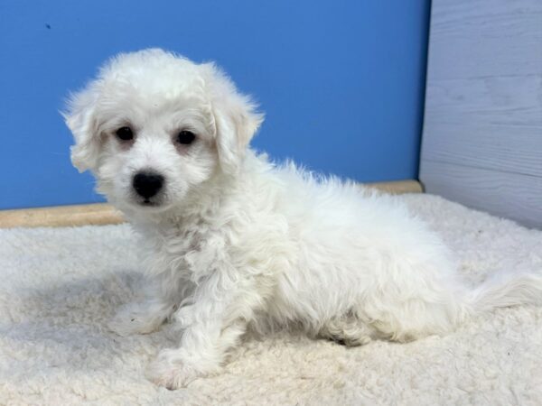 Bichon Frise-Dog-Male-White-21694-Petland Batavia, Illinois