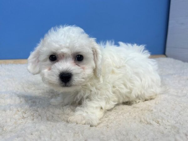 Bichon Frise Dog Female White 21696 Petland Batavia, Illinois