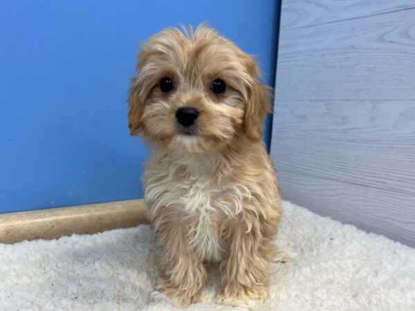 Cavachon-Dog-Female-Blenheim-21692-Petland Batavia, Illinois