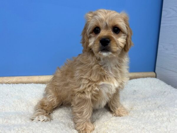 Cavachon-Dog-Male-Blenheim-21691-Petland Batavia, Illinois