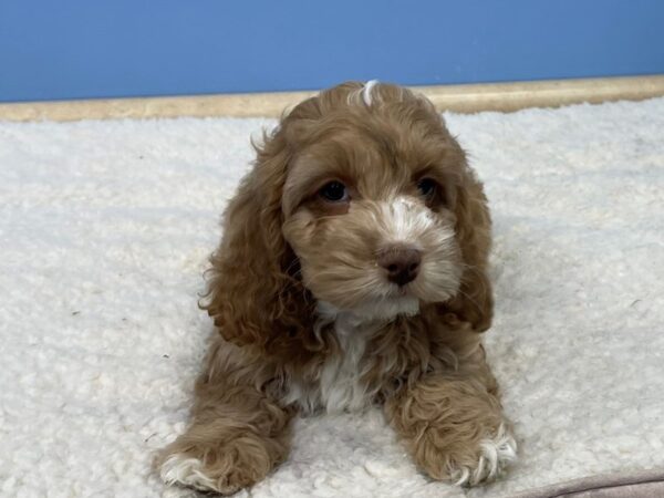 Cockapoo Dog Male Buff and White 21706 Petland Batavia, Illinois