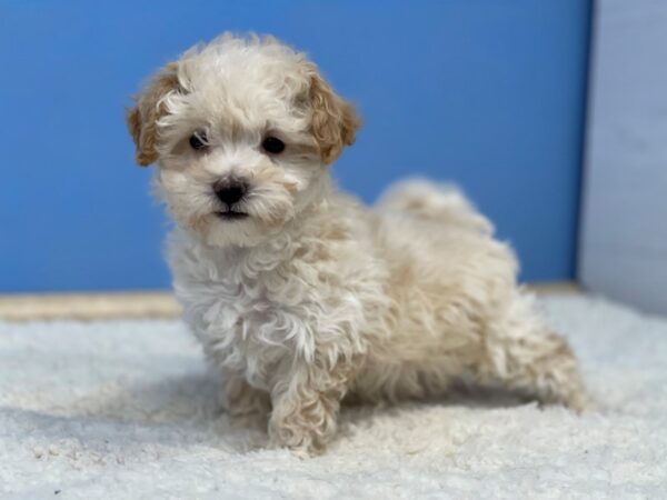 Malti Poo-Dog-Female-Cream-21708-Petland Batavia, Illinois