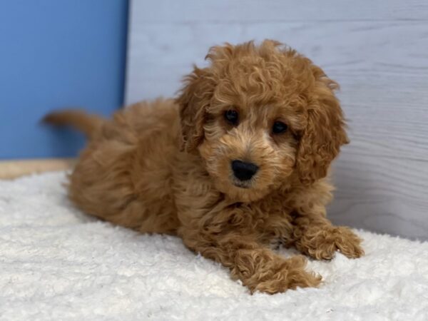 Goldendoodle Mini 2nd Gen Dog Female Red 21698 Petland Batavia, Illinois