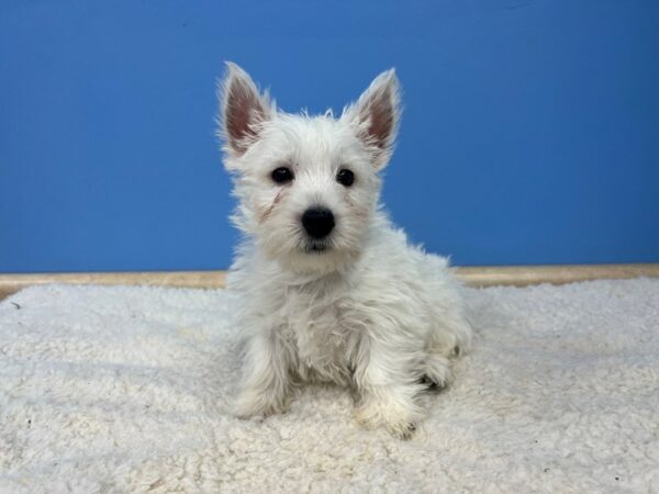 West Highland White Terrier-Dog-Male-White-21729-Petland Batavia, Illinois