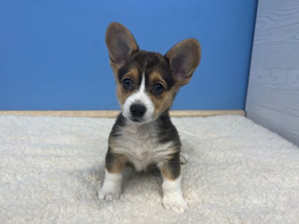 Pembroke Welsh Corgi Dog Female Black and Tan 21725 Petland Batavia, Illinois