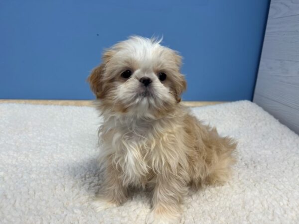 Shih Tzu-Dog-Female-Cream-21746-Petland Batavia, Illinois