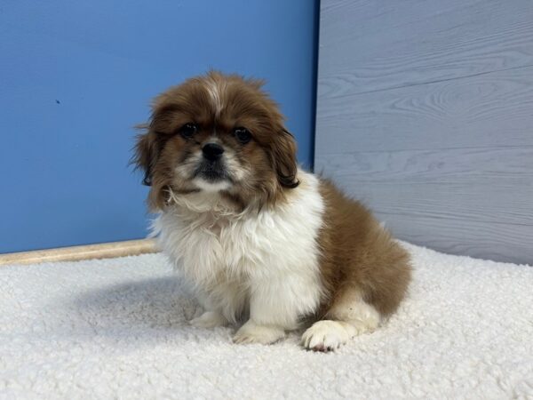 [#21744] Sable Male Pekingese Puppies For Sale