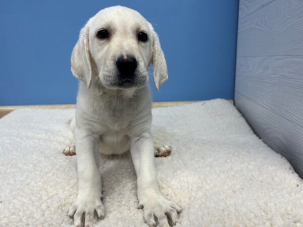 Labrador Retriever-Dog-Male-Yellow-21738-Petland Batavia, Illinois