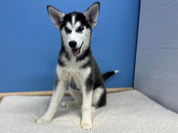 Siberian Husky Dog Female Black / White 21747 Petland Batavia, Illinois