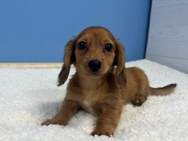 Dachshund Dog Female Red 21736 Petland Batavia, Illinois