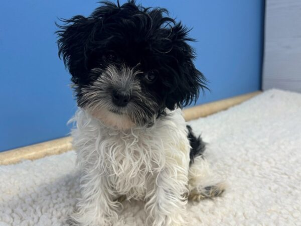 Havanese Dog Female Black and White 21737 Petland Batavia, Illinois