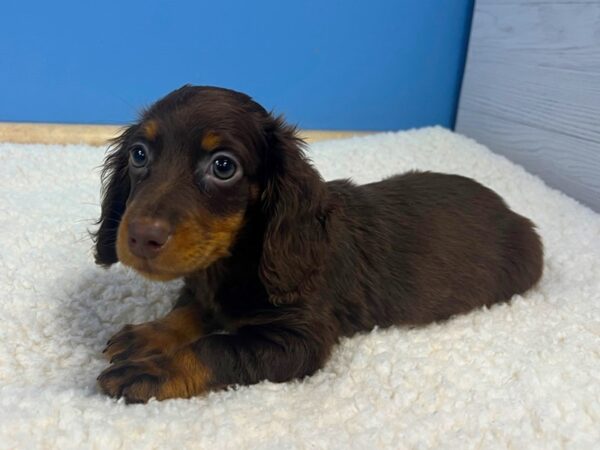 Dachshund Dog Male Chocolate and Tan 21735 Petland Batavia, Illinois